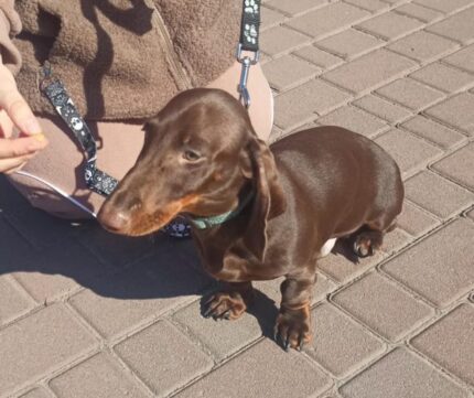 Christian | Dachshund Puppy For Sale