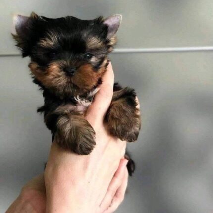 Milo